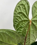 Anthurium luxurians AL2_1.jpg