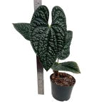 Anthurium luxurians AL2_2.jpg