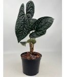 Anthurium luxurians AL2_3.jpg