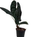 Anthurium luxurians AL2_5.jpg