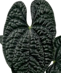 Anthurium luxurians AL2.jpg