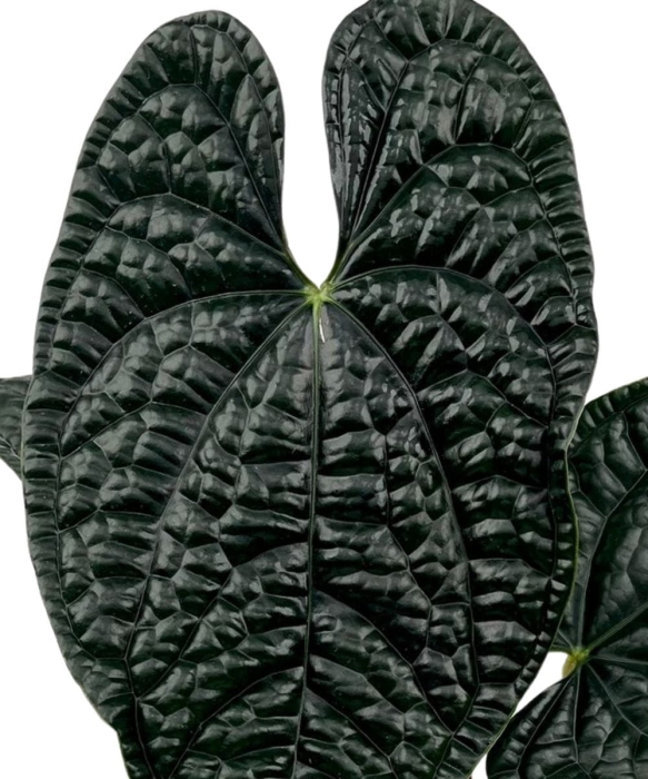 Anthurium luxurians AL2.jpg
