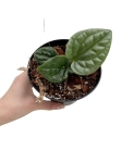 Anthurium luxurians - S