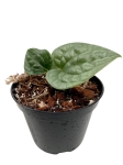 Anthurium luxurians - S