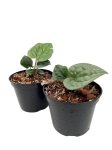 Anthurium luxurians - S