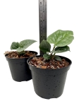 Anthurium luxurians - S