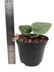 Anthurium luxurians - S