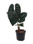 Anthurium luxurians - zdjęcie poglądowe gatunku