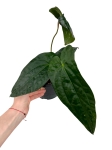 Anthurium Amazon Rabbit - M