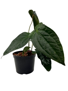 Anthurium Amazon Rabbit - M