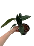 Anthurium Amazon Rabbit - M