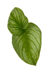 Philodendron mamei Silver PMS1 - M
