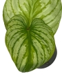 Philodendron mamei Silver PMS1 - M