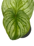 Philodendron mamei Silver PMS1 - M