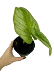 Philodendron mamei Silver PMS1 - M