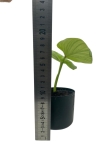 Philodendron mamei Silver PMS1 - M