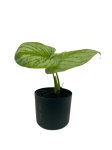 Philodendron mamei Silver PMS1 - M