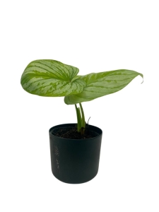 Philodendron mamei Silver PMS1 - M