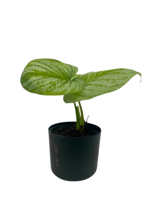 Philodendron mamei Silver PMS1 - M