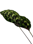 Calathea Veitchiana GV1 - XL