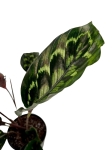 Calathea Veitchiana GV1 - XL