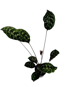 Calathea Veitchiana GV1 - XL