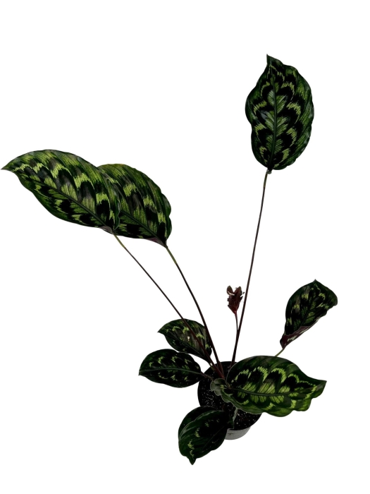 Calathea Veitchiana GV1 - XL