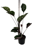 Calathea Veitchiana GV1 - XL