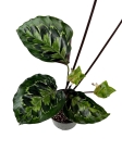 Calathea Veitchiana GV2 - XL