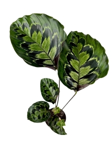 Calathea Veitchiana GV2 - XL