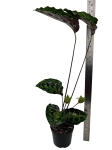 Calathea Veitchiana GV2 - XL