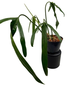 Philodendron polaorense PP1 - L