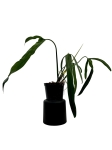 Philodendron polaorense PP1 - L