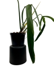Philodendron polaorense PP1 - L