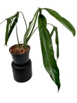 Philodendron polaorense PP1 - L