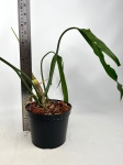 Philodendron polaorense PP1 - L