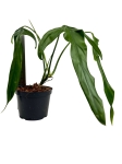 Philodendron polaorense PP2 - L