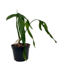 Philodendron polaorense PP2 - L