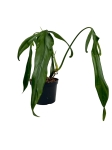 Philodendron polaorense PP2 - L