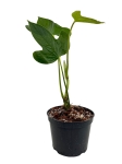 Anthurium truncicola AT1 - M