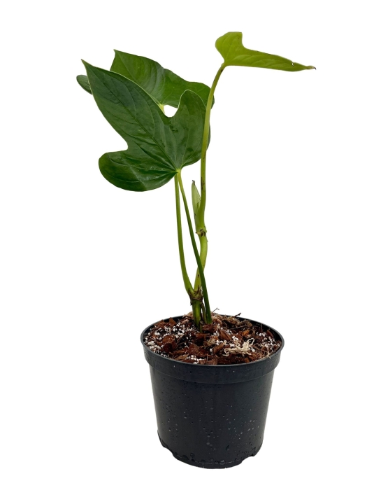 Anthurium truncicola AT1 - M