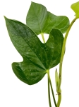 Anthurium truncicola AT1 - M