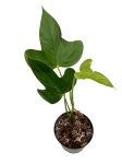 Anthurium truncicola AT1 - M
