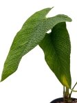 Anthurium corrugatum AC1 - M