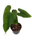 Anthurium corrugatum AC1 - M