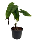 Anthurium corrugatum AC1 - M
