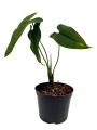 Anthurium corrugatum AC1 - M