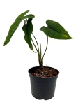 Anthurium corrugatum AC1 - M