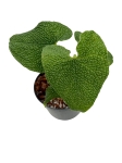 Anthurium corrugatum AC2 - M