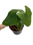 Anthurium corrugatum AC2 - M